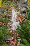 Fringed willowherb